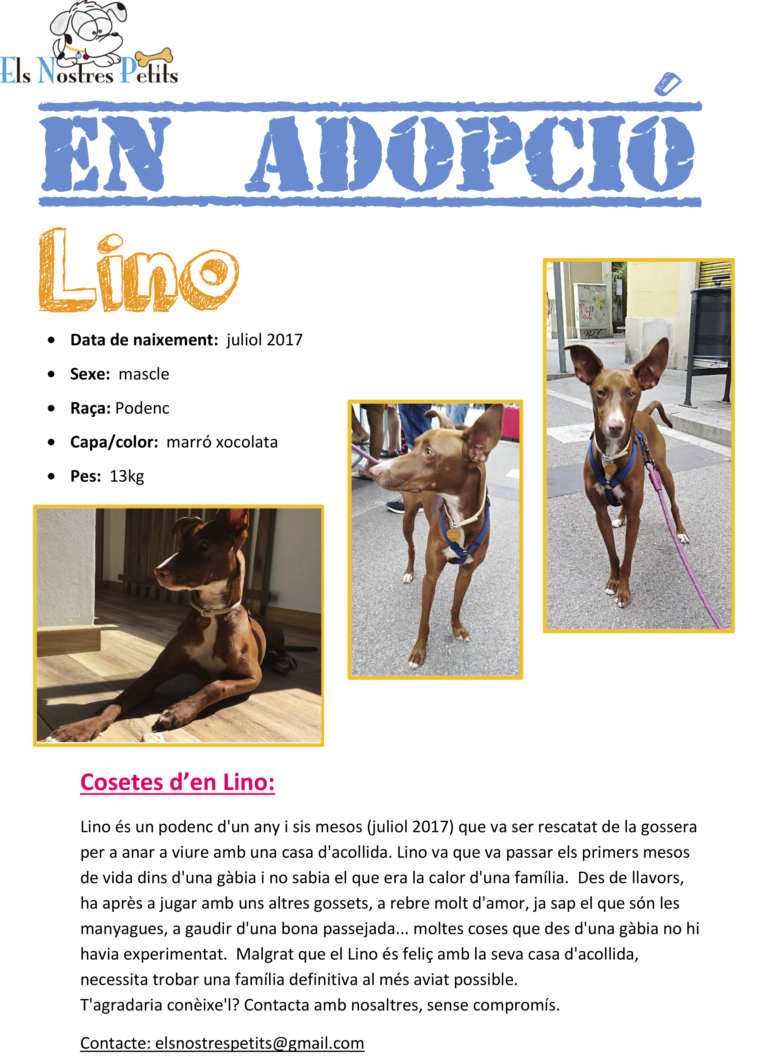 Lino busca familia - Adopció - 3 Lino busca familia - Adopció - 3